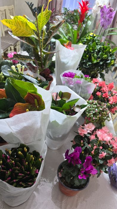 Домашние цветы светущий