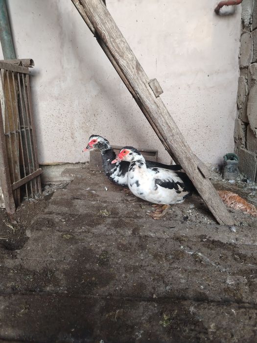 Rațe mute de vânzare