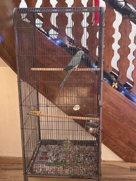 Papagal Micul Alexandru +cusca volier