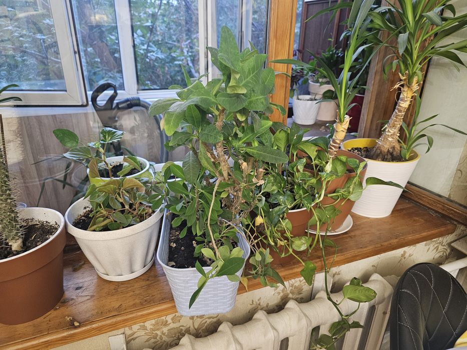 Комнатные растения