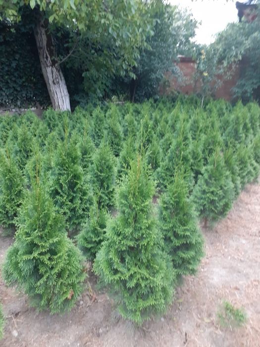 Vând Tuya Smaragd  1 metru înălțime