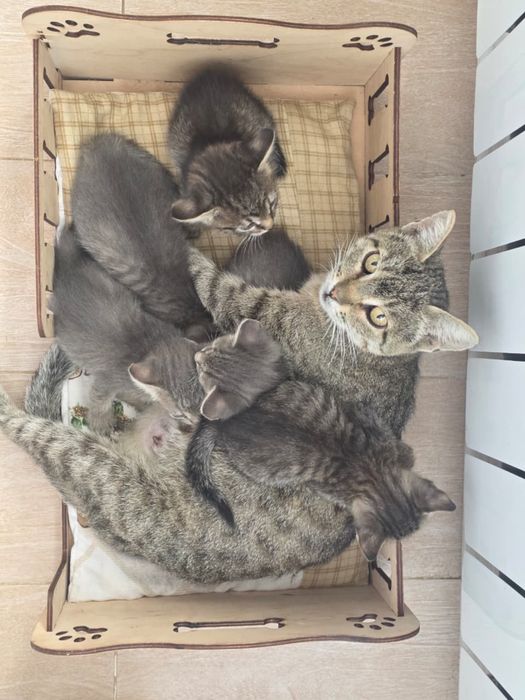 Котята бесплатно