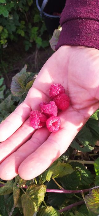 Сара малина кучатлари