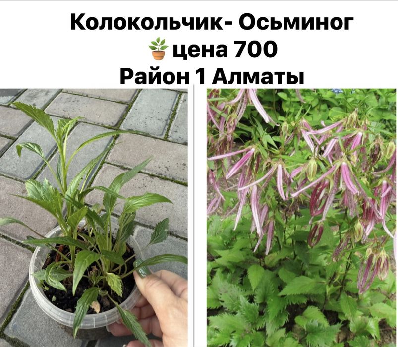 Хоста, садовые цветы