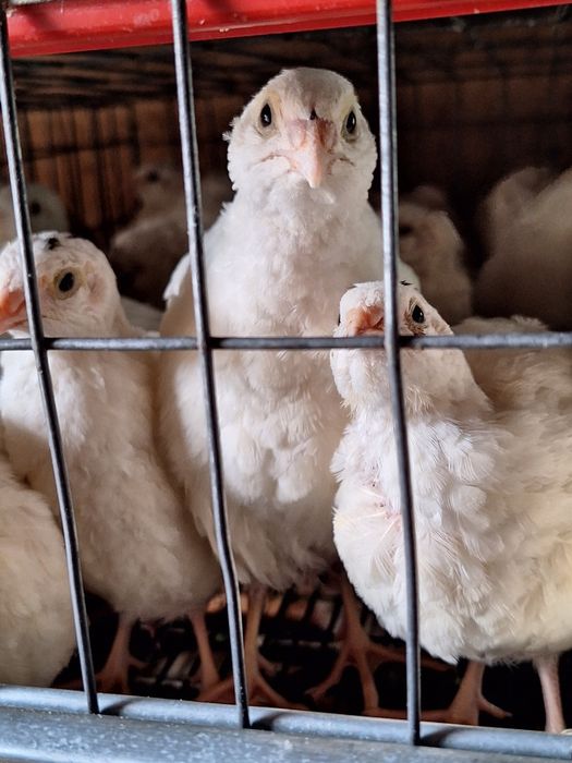 Prepelițe giganta polară, jumbo gold ,jumbo lavandă