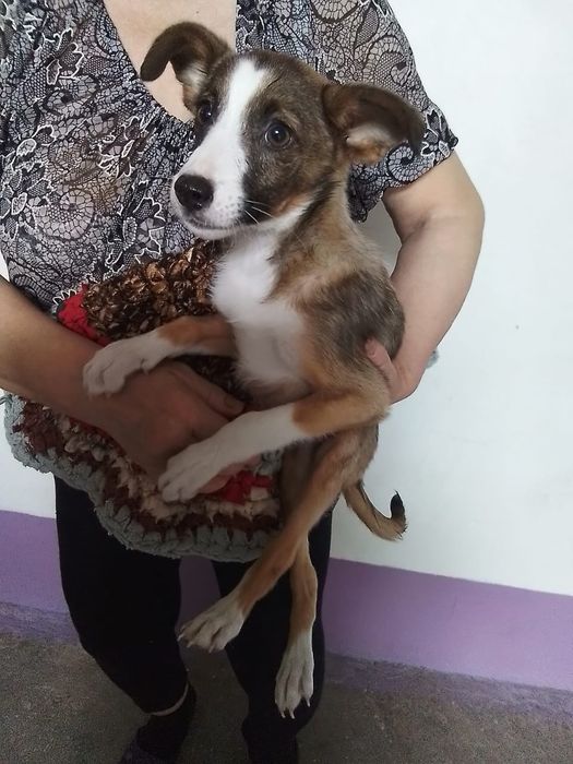 Отдаю даром двух щенят