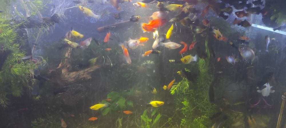 Моллинезии,живородящие.