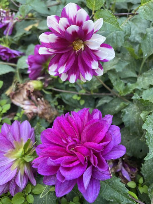 Цветы георгины продаётся