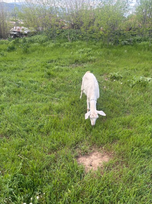 Продавам 2 броя дойни кози