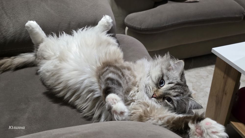 Нефска маскарадна