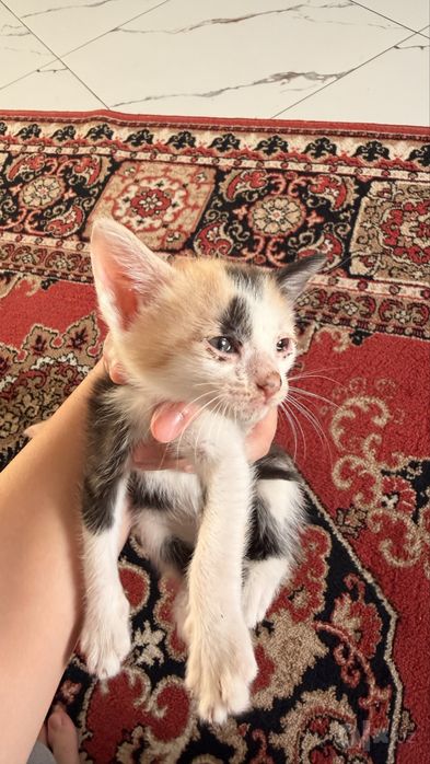 Отдам даром котят!