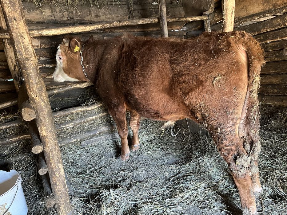 Откормнан 3 Бука сатылады