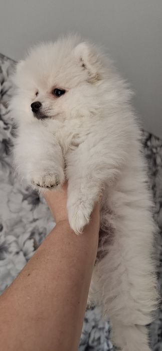 Девочка немецкого шпица