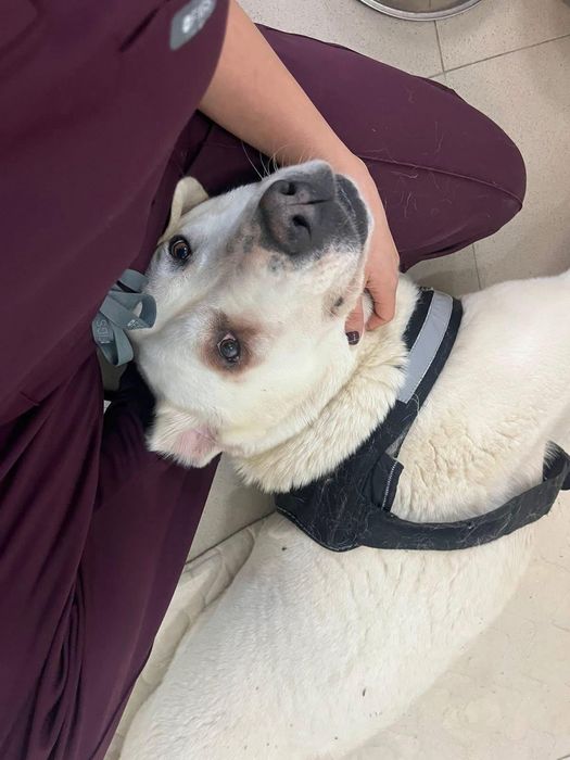 Мила търси своя дом