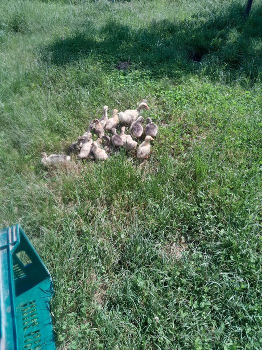 Vand boboci de gasca
