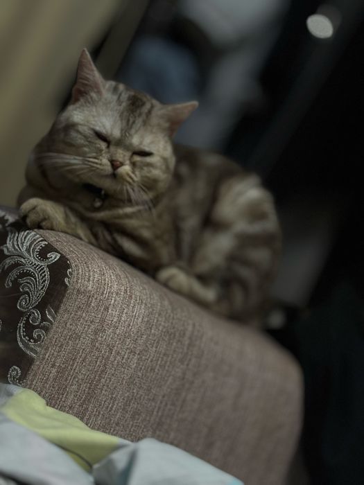 Кот в добрые руки