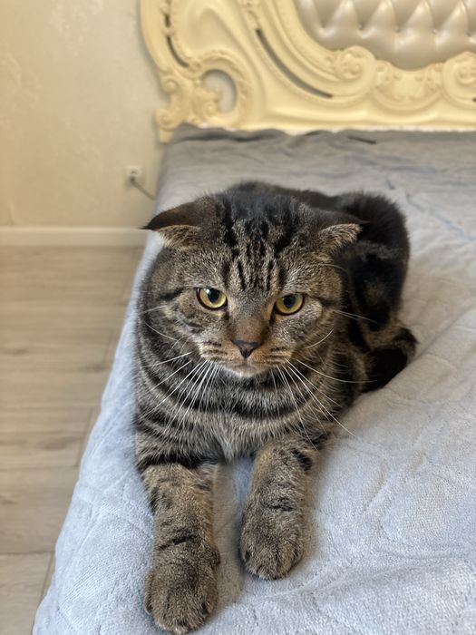 Кот Шотландский вислоухий
