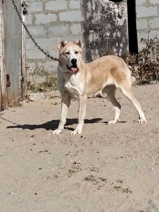 Продается Сука 2,6месяц 2 раза рожала. Есть линия. Боевая сука.