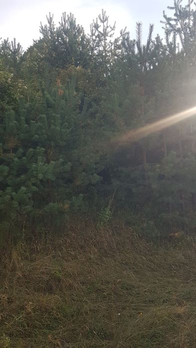 Продава се Парцел в Сапарева баня - 2200 кв.м за 21 €/кв.м - Снимка #7