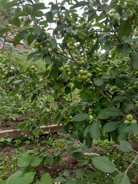 Продам дачу в городе