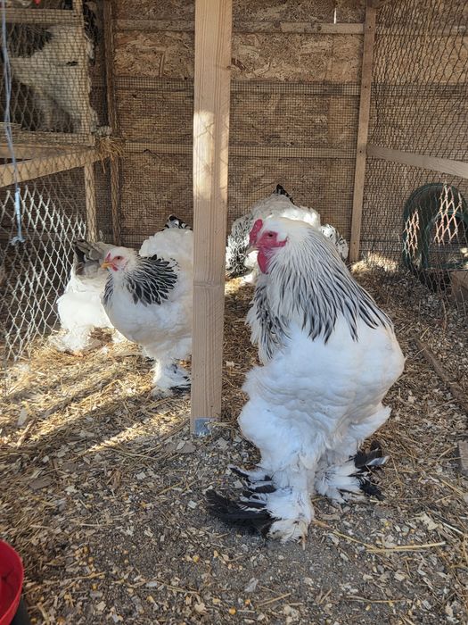 Oua incubat Brahma Hd, Wyandotte gsg