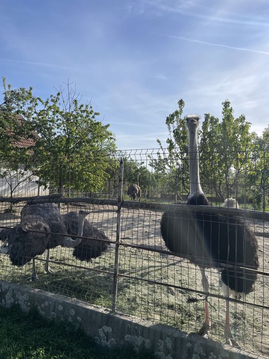 Familie de struti ouatoare