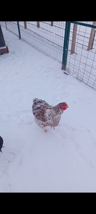 De vânzare cocoși rasa wyandotte