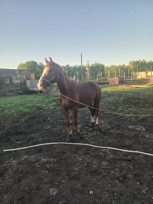 Продам жеребчика 2 года