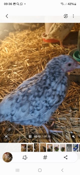 Пушкинские Цыплята