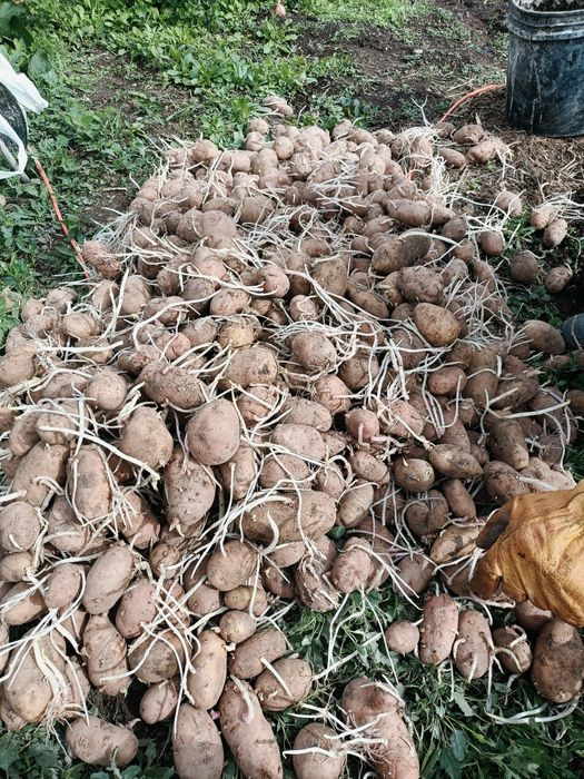 Продам семянной  картофель