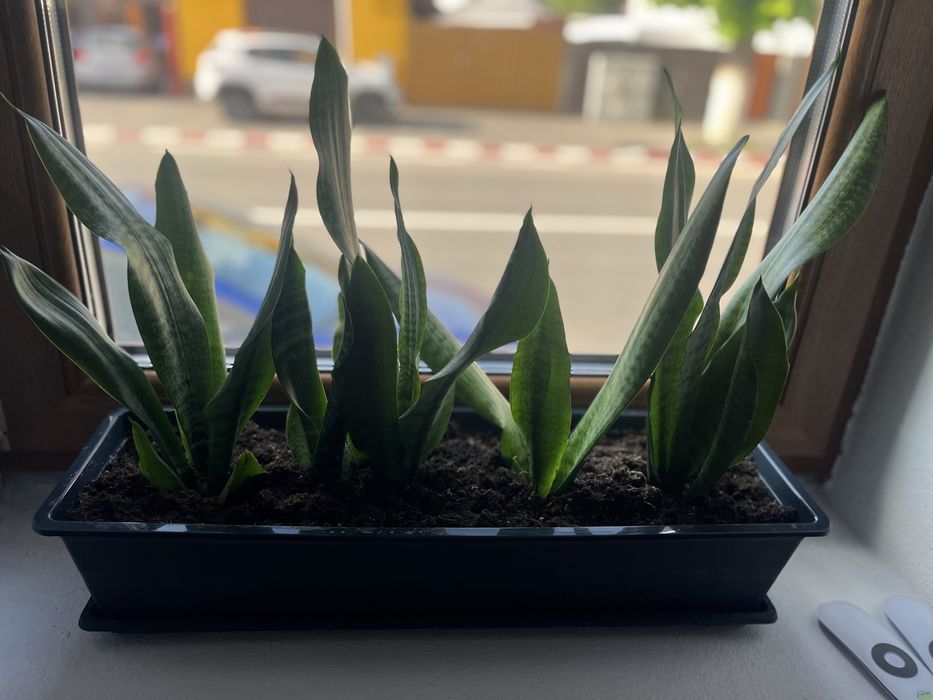 Sanseveria limba soacrei
