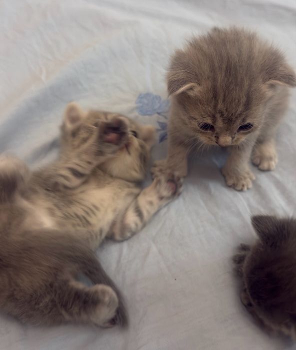Scottish Fold mushukchalar