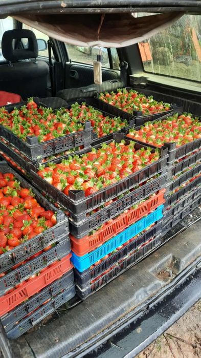 Расад Ягоди: Азия,КлериАлбион