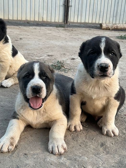 Тіске қатысты көзқарастар