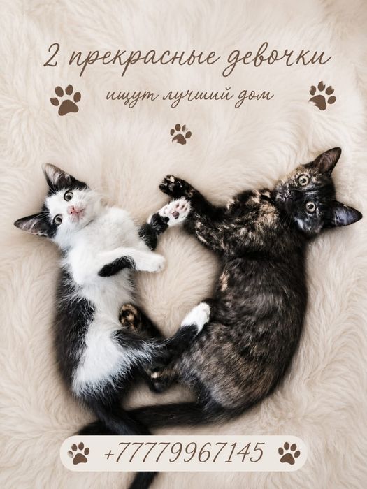 Отдам котят, в хорошие руки