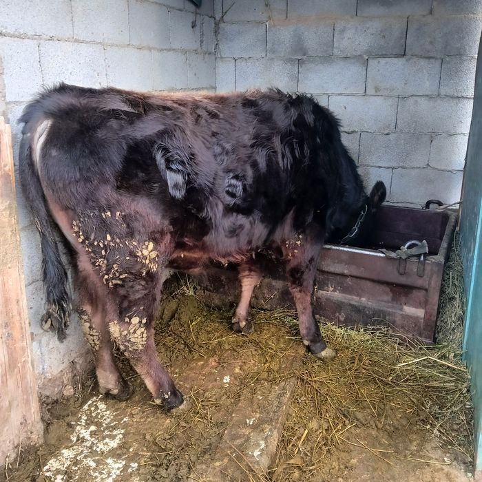 Бука бык еркек бычок