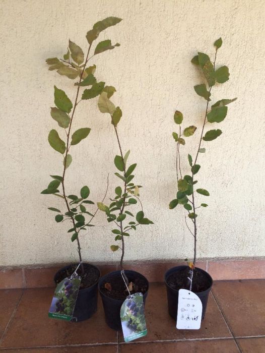 Vand afin canadian radacina libera