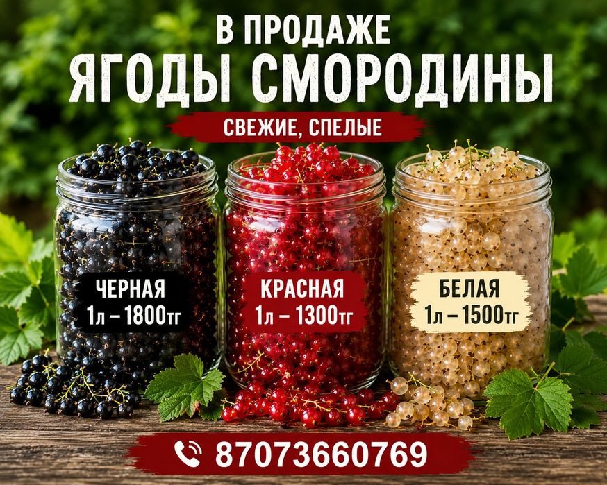 Смородина свежий сбор