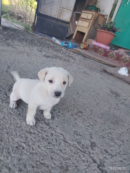 Отдам в добрые руки щенят