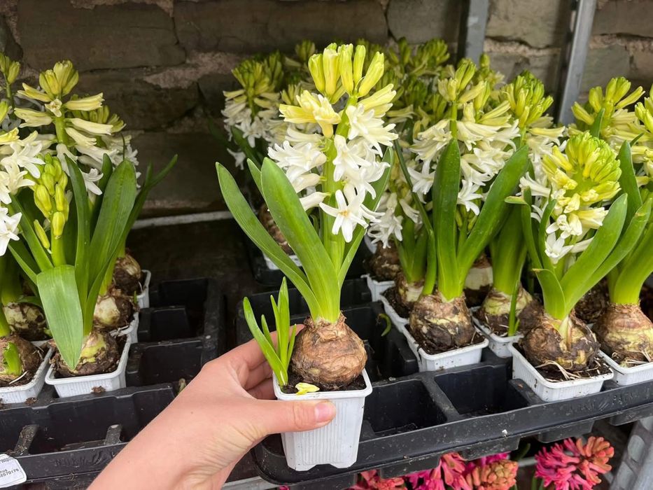 Зюмбюл за 8ми Март