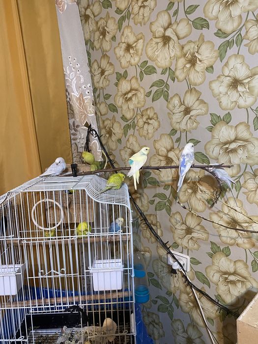 Волнистые попугаи