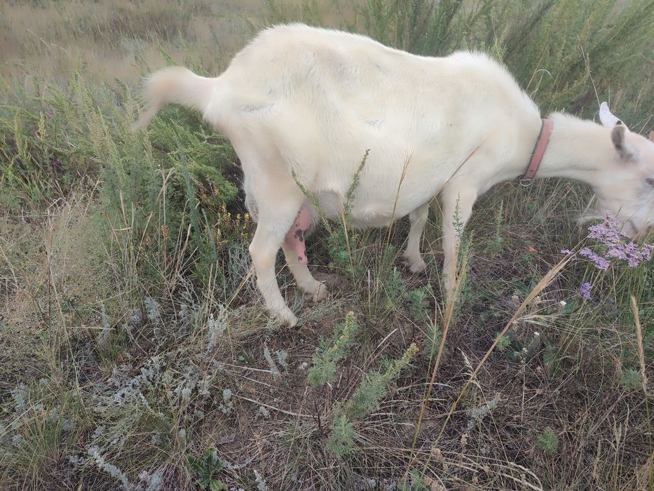 Продам дойную козу