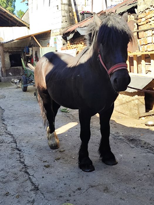 Vând mânz de 2 ani