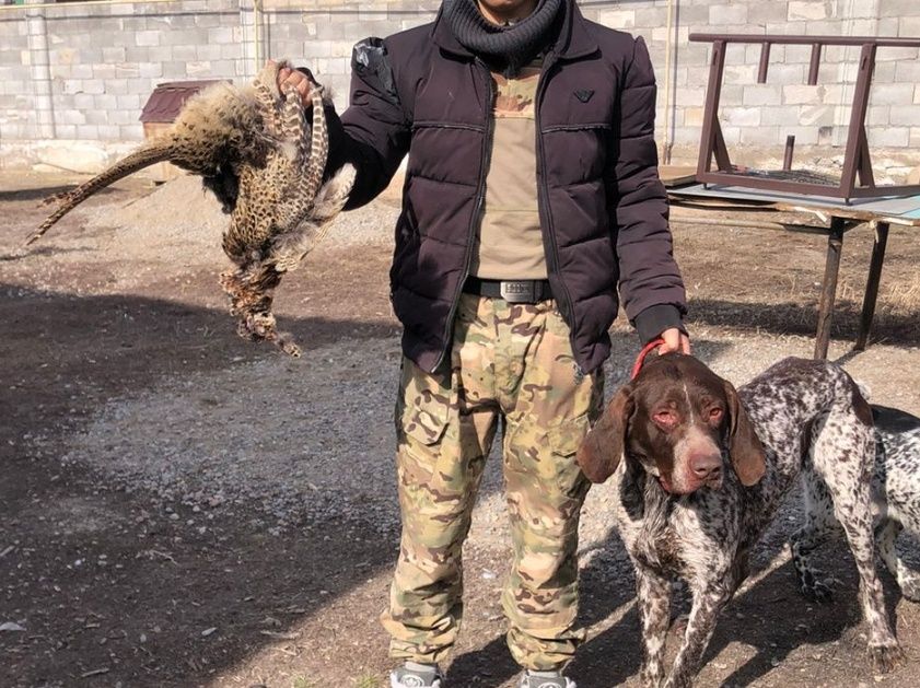 Продам сабаку охотника Курцхаар кабель 1,5- года рабочий