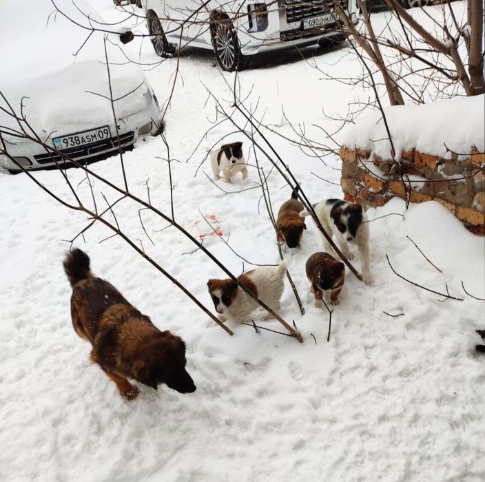 Щенки в добрые руки, бесплатно