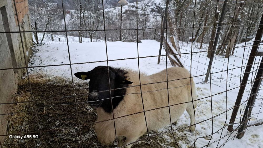 Miei Dorper :berbecuti si mielute