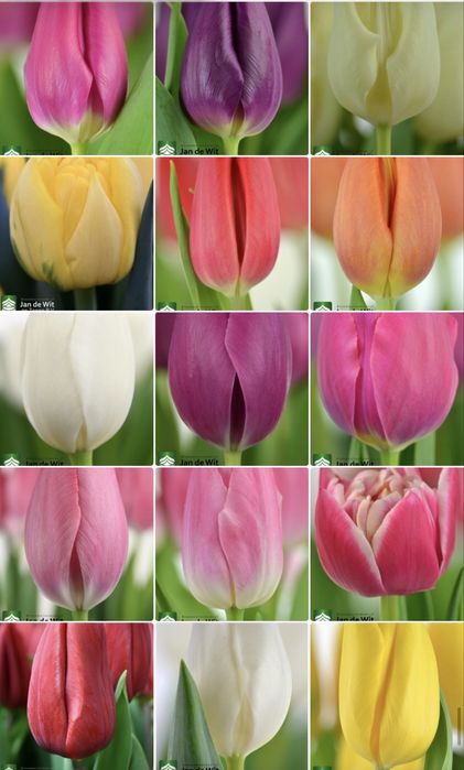 Тюльпаны к 8 марта пачками