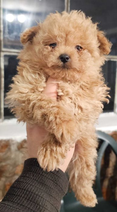 Pomapoo Померан/Пудел