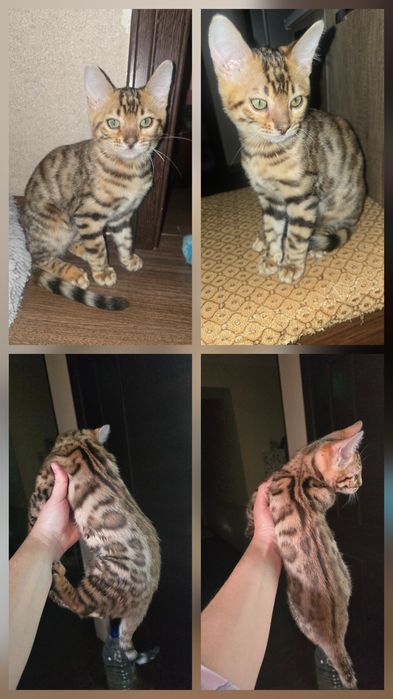 Чистокровный бенгаль