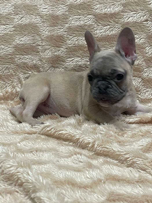 Цветные французы